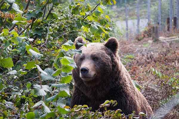 Refuge for bears Kuterevo, Croatia