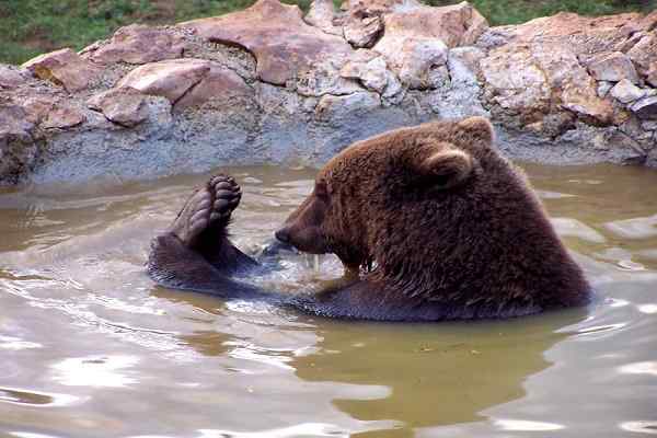 Refuge for bears Kuterevo, Croatia